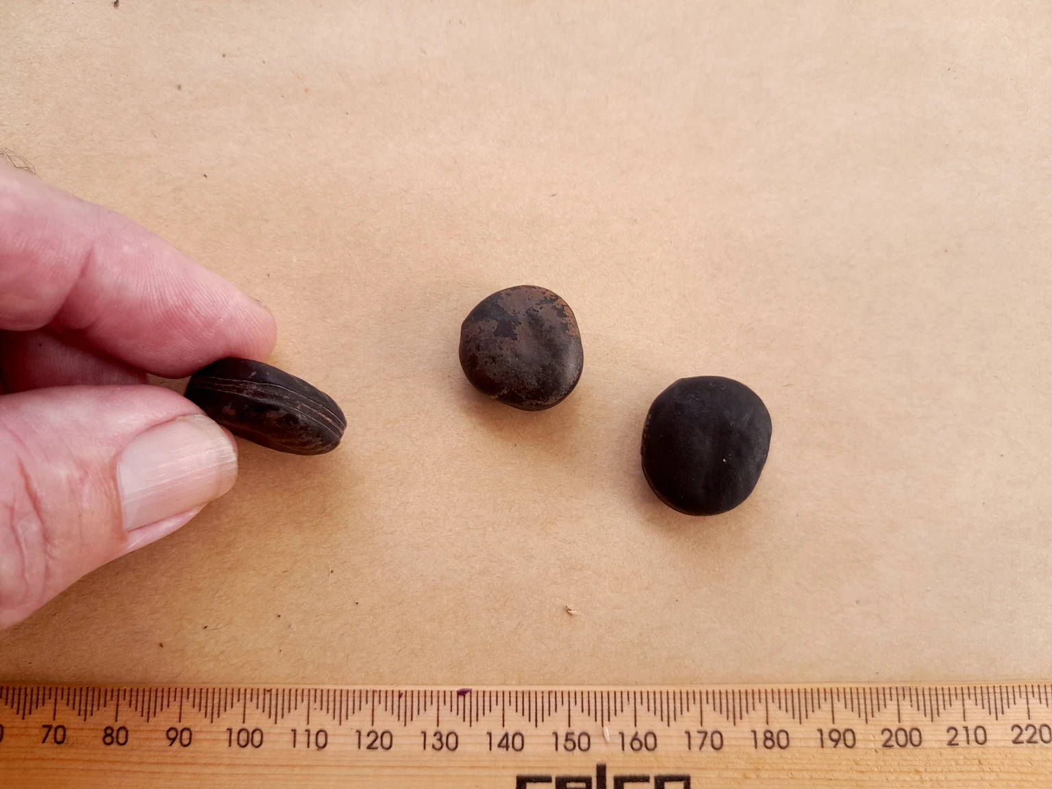 Три семени Mucuna gigantea: одно показано сбоку с длинным тёмным рубчиком; снизу линейка